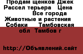 Продам щенков Джек Рассел терьера › Цена ­ 25 000 - Все города Животные и растения » Собаки   . Тамбовская обл.,Тамбов г.